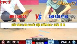 Trận 6 Bồ Gà C2 Ngày 20/7/2025