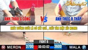 Trận 6 Bồ Gà C3 6/7/2025