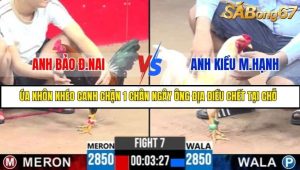 Trận 7 Bồ Gà C3 Ngày 5/7/2025