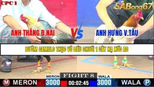 Trận 8 Bồ Gà C1 Ngày 17/7/2025