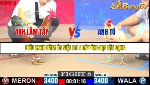 Trận 8 Bồ Gà C1 Ngày 29/7/2025