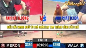 Trận 8 Bồ Gà C3 6/7/2025
