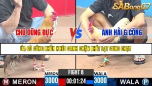 Trận 8 Bồ Gà C3 Ngày 26/7/2025