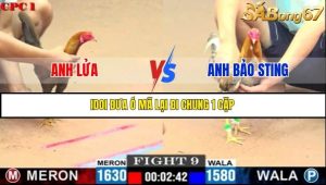 Trận 9 Bồ Gà C1 7/7/2025