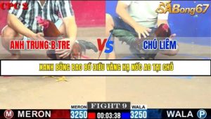 Trận 9 Bồ Gà C2 Ngày 4/7/2025